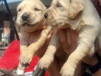 2 aylık golden retriever yavrularım