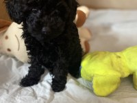 Erkek dişi toy poodle yavrular