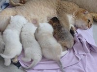 Anne ve çocukları scottish fold