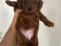 Toy Poodle Dişi Ve Erkek Yavru Kore Kan Kuyruksuz