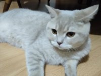 British shorthair yavrumuz yeni yuvasını arıyor