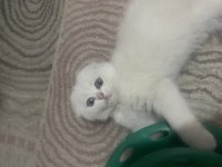 2 buçuk aylık yavru scottish fold kedim badem