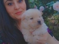 Çin aslanı chow chow