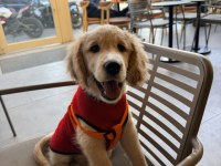 Sevimli Dost Canlısı Golden Retriever