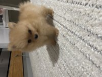 TEACUP POMERANİAN BOO 2.5 AYLIK