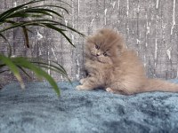 Show Class Sıfır Kulak Scottish Fold Prenses