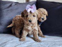 Anne altından mini maltipoo