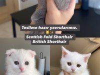 Scottish fold british shorthair Yavrularımız