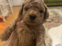 Minyatür poodle dostlar yeni sahiplerini arıyor