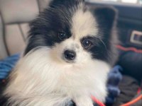 PANDA MODEL GÜZELLİK ABİDESİ DİŞİ POMERANİAN