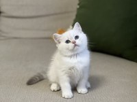 Hemen Teslim Safkan Silver Point British Shorthair