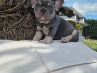 Blue Eye French Bulldog Çiftlikten 