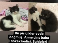 Acil sahiplendirme kedilerimiz