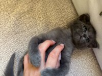Minik British Shorthair Yavrumuza Yuva Arıyoruz