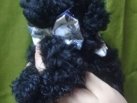 Siyah inci poodle oğlumuz yeni yuvasını arıyor