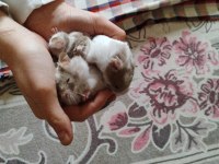 Suriye hamster