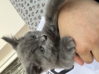 Yavru British shorthair sahiplendirme