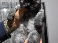 Scottish fold kedisi