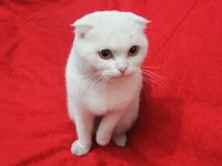 Kartopu scottish fold kedim yeni yuvasını arıyor
