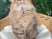 Munchkin cüce kedimiz
