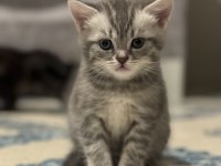 1.5 aylık british shorthair