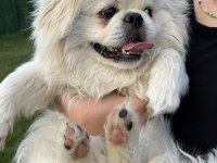 Pekinez köpeğimize yeni sahibini arıyoruz