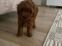 Dişi poodle köpeğimiz