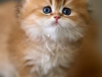 Eşi Bulunmayan Golden Ny12 British Longhair