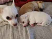 Orijinal Elma Kafa Chihuahua Yavruları Bir Dişi Bir Erkek