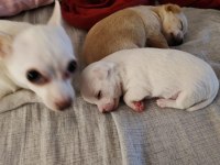 Orijinal elma kafa chihuahua yavruları bir dişi bir erkek