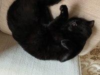 British Tekir kırması erkek kedi