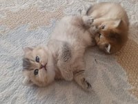 2 aylık golden ny11 british shorthair yavruları