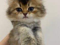 British golden shorthair/longhair erkek dişi