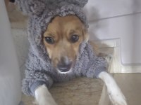 Küçük ırk sevecen dişi köpeğimiz