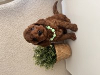 Safkan Dişi Erkek Toy Poodle Yavrularım