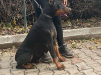 FCI Şecereli Muhteşem Doberman Yavrular