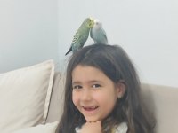 Eş muhabbet kuşu