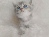 British Shorthair Yumoşlarım
