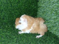 Guinea Pig Yavrular Aynı Gün Set Halinde Teslim Edilir