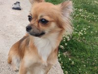 Chihuahua iki kardeş