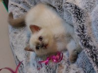 British shorthair blue point erkek