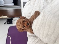 Red brown dişi toy poodle