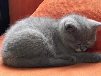 03.03.2023 doğumlu silver oyuncu dişi scottish fold