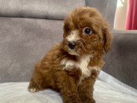Teacup Maltıpoo Oğlumuz
