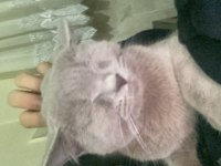 7 aylık british shorthair