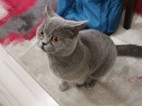 1 Yaşında Erkek British Shorthair