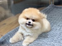SAĞLIK VE IRK GARANTİLİ POMERANİAN KÖPEĞİ