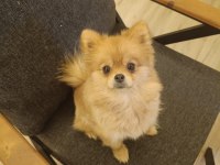1 yaşında pomeranian kızımızı veriyoruz