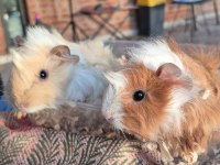 Çok Güzel Guinea Pig Yavrular