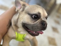Orijinal ve Sağlıklı French Bulldog